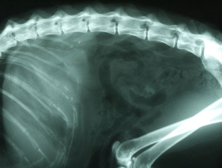 Pet Radiology