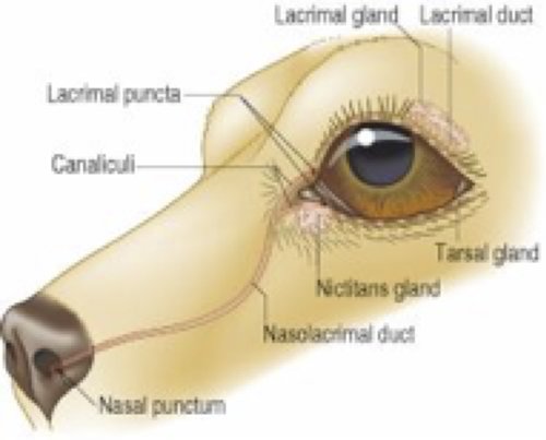 Why Are My Dog S Eyes Goopy