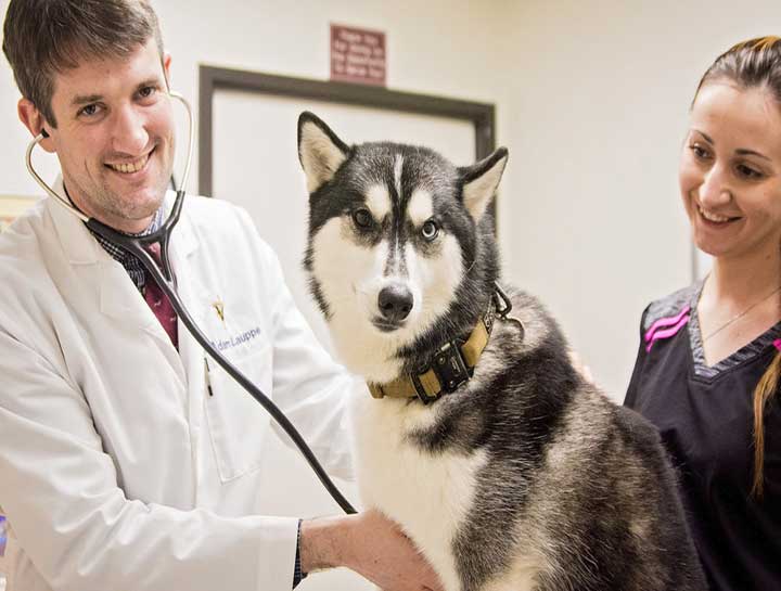 Dog Veterinarian