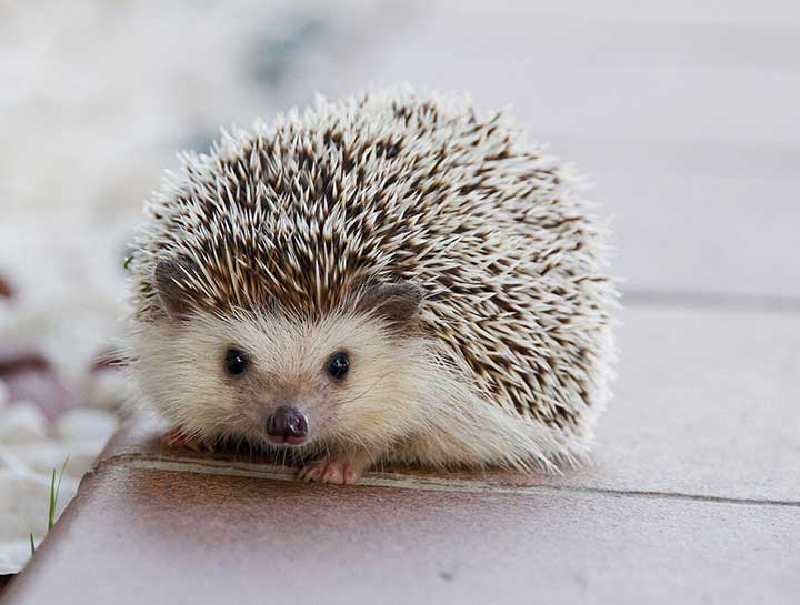 $City Small Animal Veterinarian